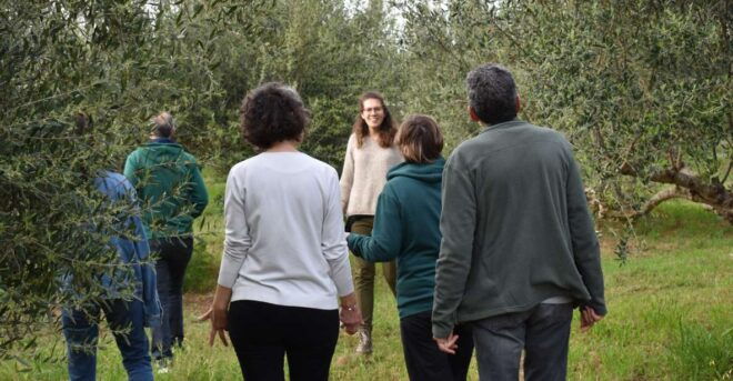 Messenia: Olive Oil Experience-Basic Tour and Tasting - Experience Description