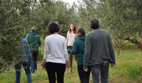 Messenia: Olive Oil Experience-Full Tour,Food Pairing,Dinner - The Sum Up