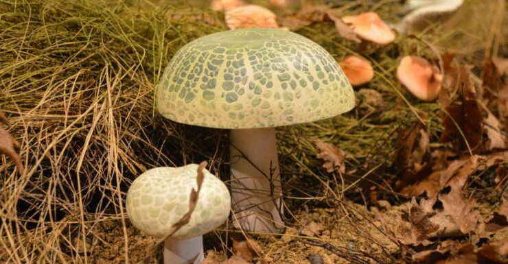 Meteora: Natural History Museum and Mushroom Museum Tour - Ticket Details