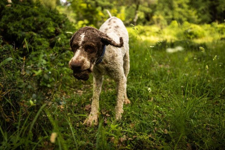 Meteora Truffle Hunting Experience With Lunch & Museum Visit - Activity Details
