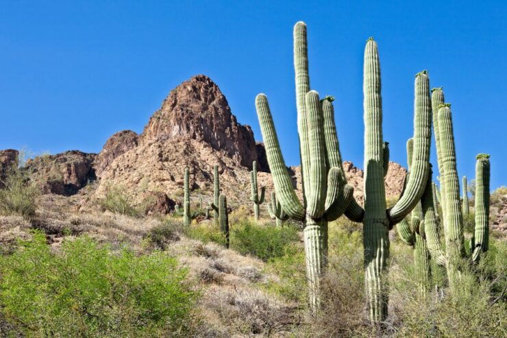 Metro Phoenix: Apache Trail Tour With Canyon Lake Cruise - Experience Highlights