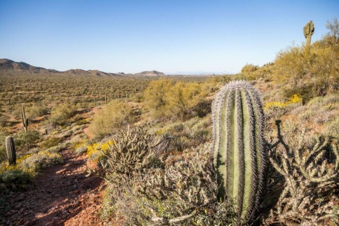 Metro Phoenix: Apache Trail Tour With Canyon Lake Cruise - Inclusions
