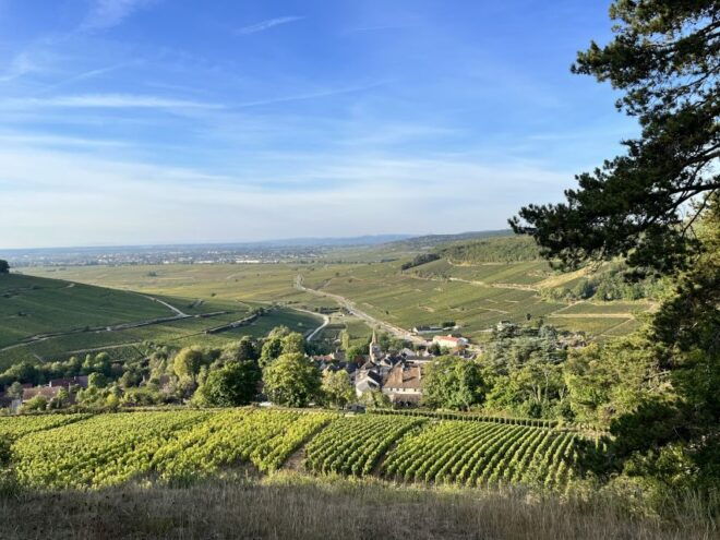 Meursault - Vineyard and Wine Experience - 3h - Tour Highlights