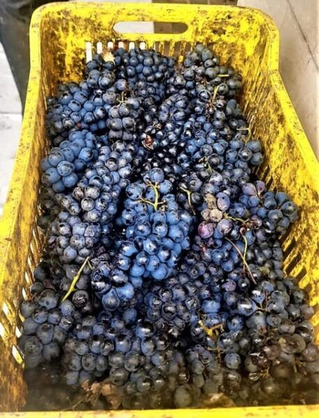 Mexican Wine Tour: Taste Queretaro Liquor and Visit a Town - Transportation and Pickup Details