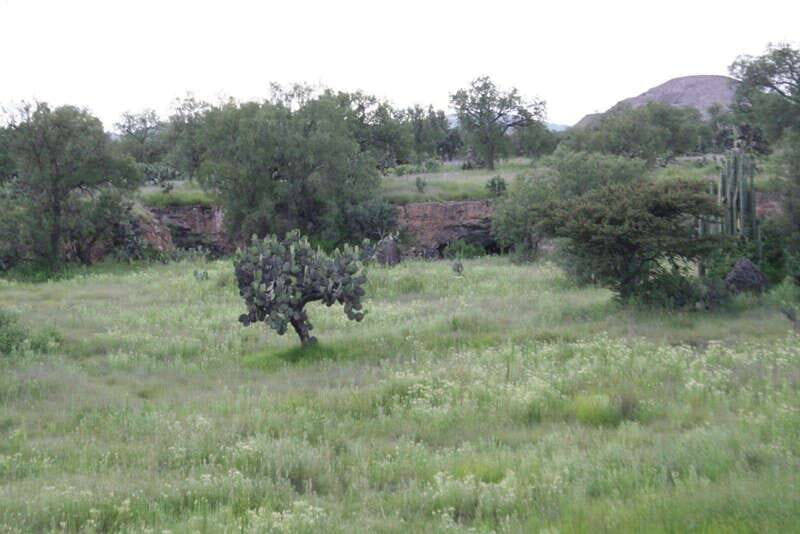 Mexico City: Basilica and Teotihuacan Pyramids Tour - Who Should Consider This Tour?