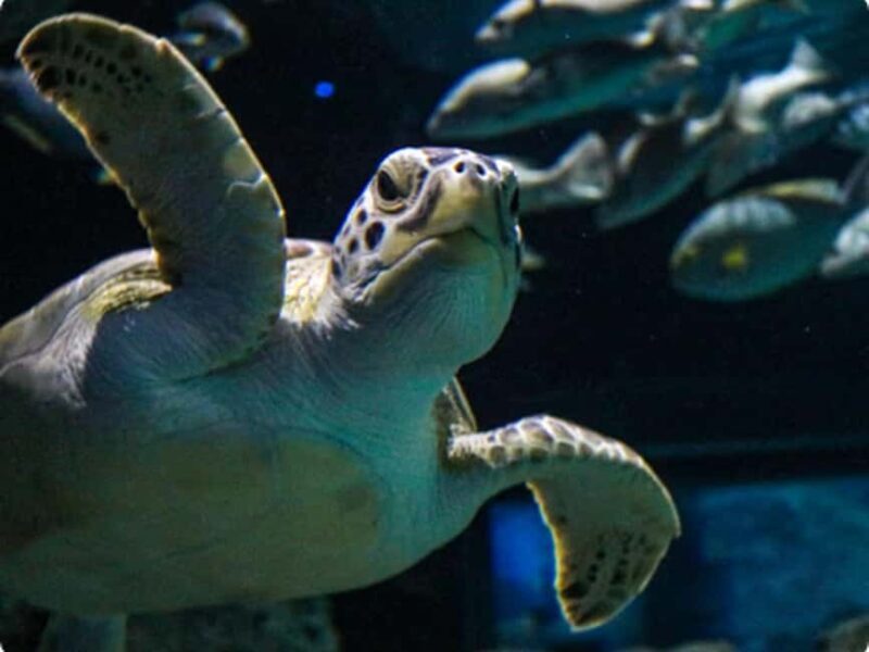 Mexico City: Entry Ticket to Acuario Michin - Discovering Mexico’s Rich Aquatic World: A Review of Acuario Michin