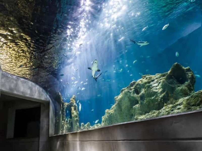Mexico City: Entry Ticket to Acuario Michin - Good To Know