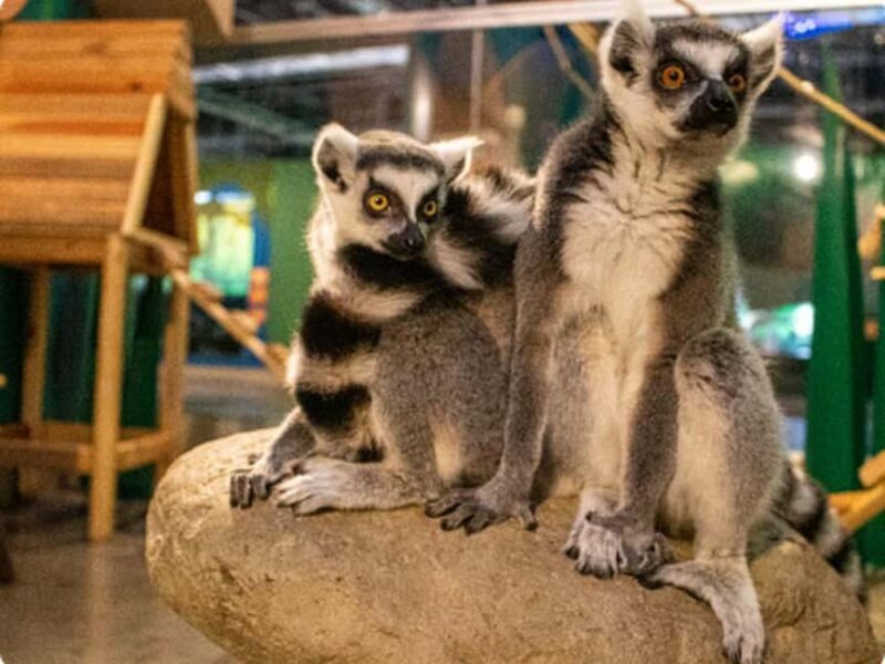 Mexico City: Entry Ticket to Acuario Michin - A Closer Look at the Tour Experience