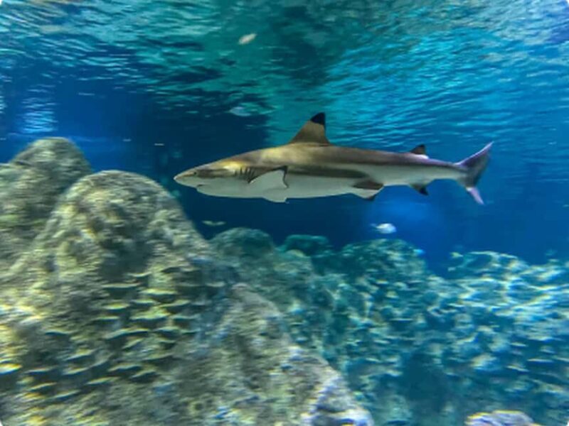 Mexico City: Entry Ticket to Acuario Michin - How It Compares to Other Attractions