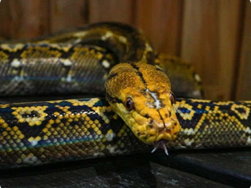 Mexico City: Entry Ticket to Acuario Michin - FAQs