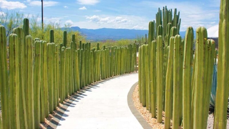 Mexico City: Explore Mexican Gardens and Tepoztlan Town - Who Will Love This Tour?
