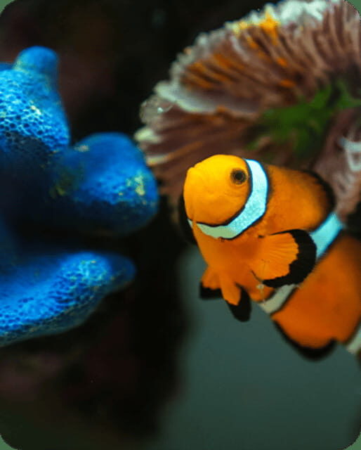 Mexico City: Fast Pass Ticket to Acuarium Inbursa - An In-Depth Look at the Experience