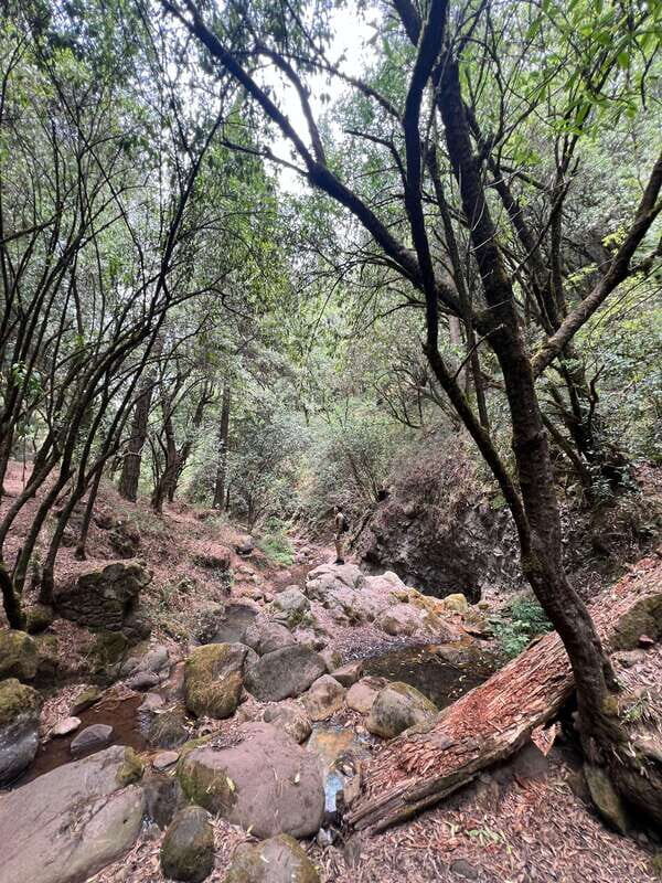 Mexico city: Hiking tour to Desierto de los leones - The Sum Up