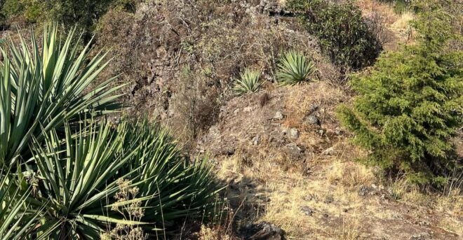 Mexico City Hiking Tour to the Extinct Volcano Xitle - Included in the Tour