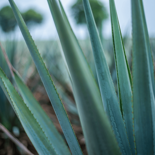 Mexico City: Mezcal Tasting and Market Tour With Lunch - Good To Know