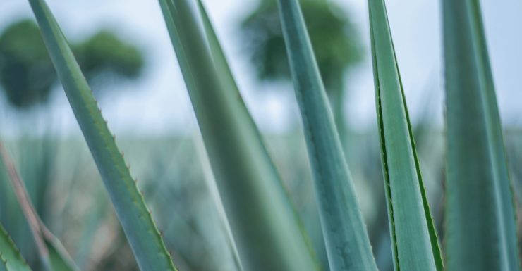 Mexico City: Mezcal Tasting and Market Tour With Lunch - Itinerary Highlights