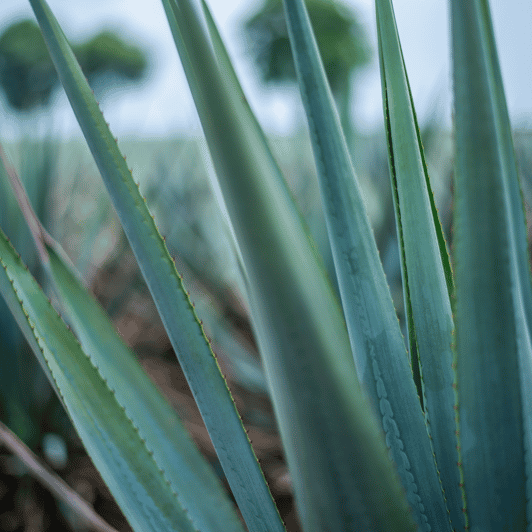 Mexico City: Mezcal Tasting and Market Tour With Lunch - Language and Guide Services