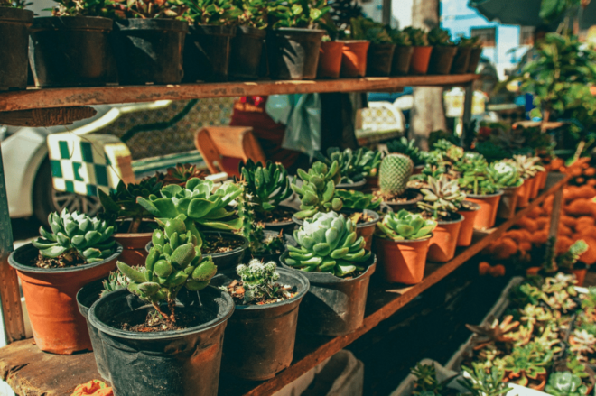 Mexico City: Mezcal Tasting and Market Tour With Lunch - Inclusions and Exclusions