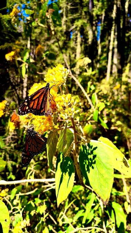 Mexico City: Monarch Butterfly Sanctuary Day Tour - Good To Know