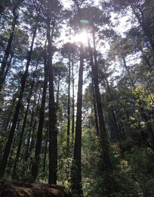 Mexico City: Morning Hiking at Mirador Coconetla - Good To Know