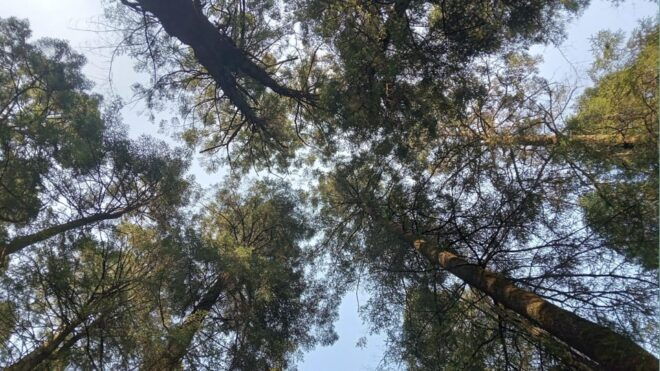 Mexico City: Morning Hiking at Mirador Coconetla - Stunning Landscapes