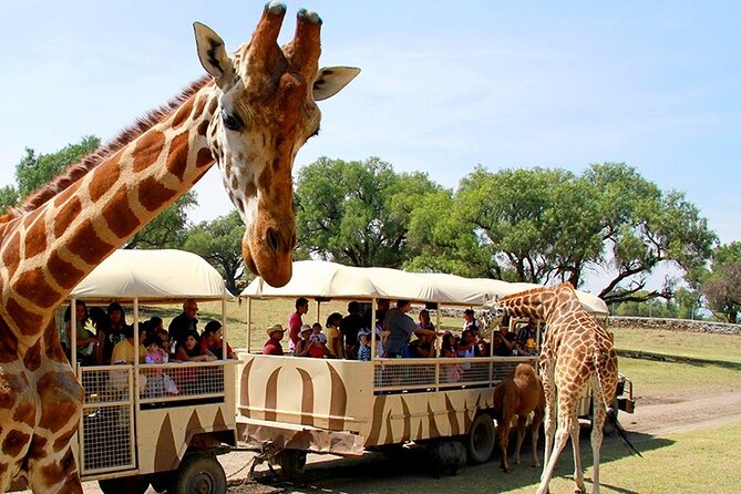 Mexico City to Teotihuacan Pyramids Kids Tour - Tour Overview and Highlights