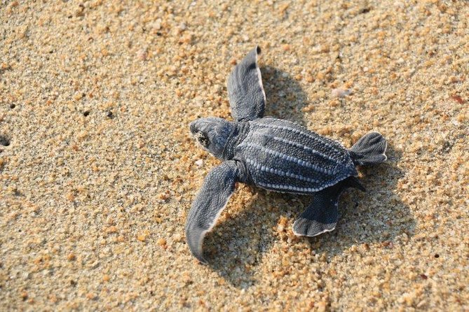 Mexico Eco-Tourism Excursion to Escobilla Sanctuary  - Huatulco - Inclusions and Services