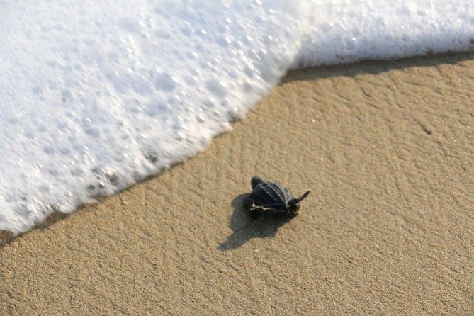 Mexico Eco-Tourism Excursion to Escobilla Sanctuary  - Huatulco - The Sum Up