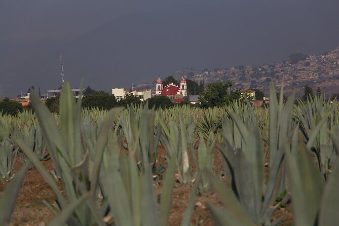 Mezcal Culture Cycling Tour in a Zapotec Village - Good To Know