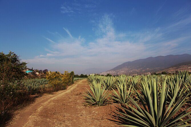 Mezcal Culture Cycling Tour in a Zapotec Village - Exploring the Itinerary in Detail