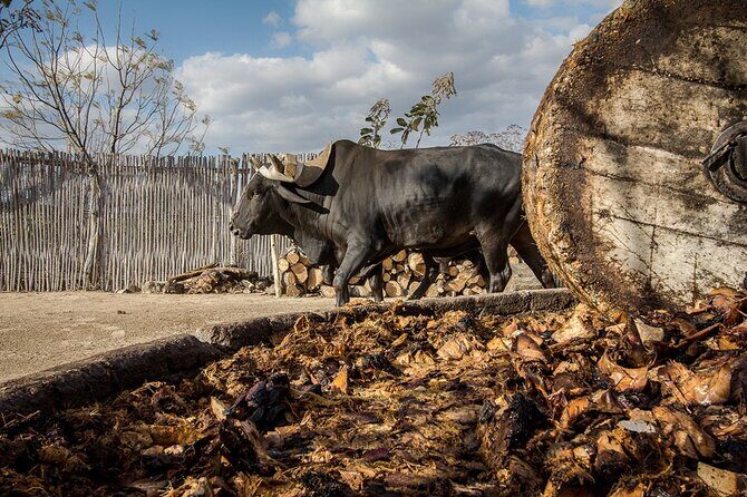 Mezcal Tasting -Masterclass + Blind tasting- - An In-Depth Look at the Mezcal Masterclass & Blind Tasting Experience in San Miguel de Allende