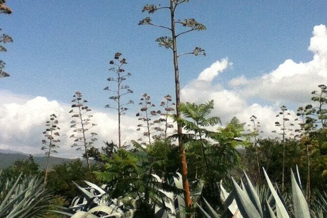 Mezcal Tour Oaxaca - The Sum Up