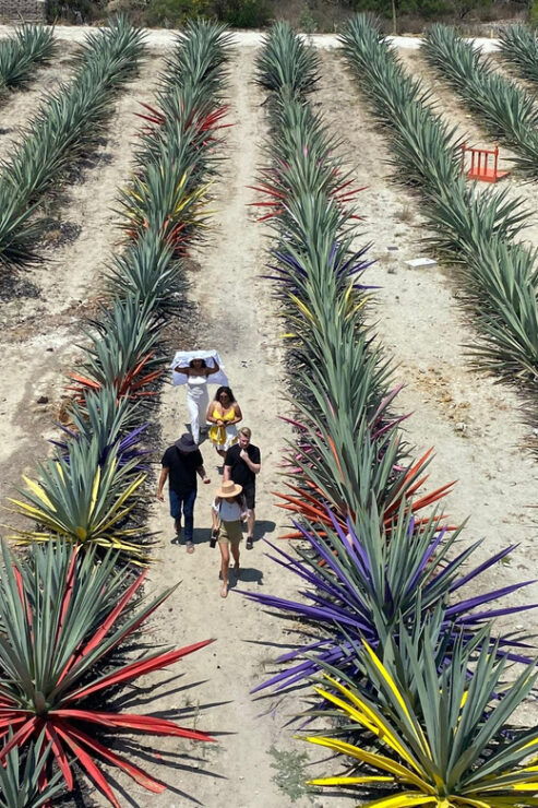 Mezcal Tour Oaxaca - Overview of the Tour