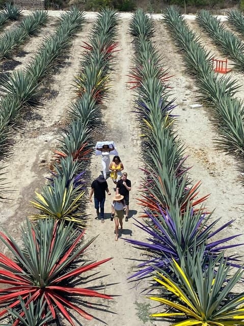 Mezcal Tour Oaxaca - Agave Plantation Insights