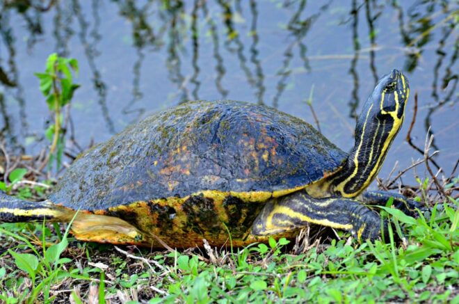 Miami: 60 Min Airboat, Transfer and Wildlife Sanctuary - Important Considerations