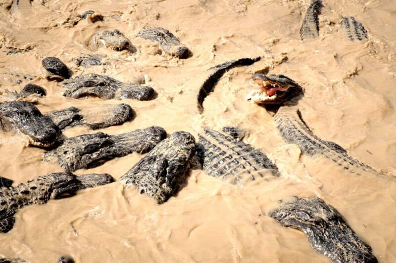 Miami: Alligator Spotting Airboat and Wildlife Reserve - Frequently Asked Questions