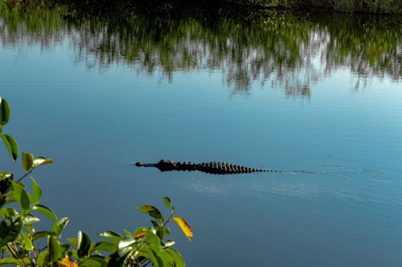 Miami: Alligator Spotting Airboat with Pick-Up/Drop-off - Good To Know