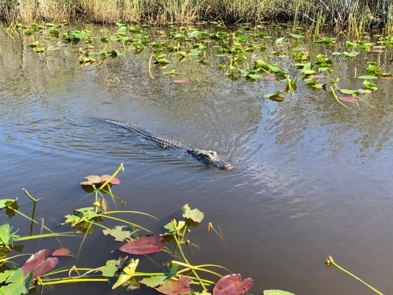 Miami: Alligator Spotting Airboat with Pick-Up/Drop-off - Exploring the Everglades on an Airboat