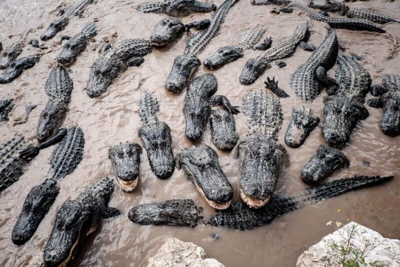 Miami: Alligator Spotting Airboat with Pick-Up/Drop-off - Final Thoughts
