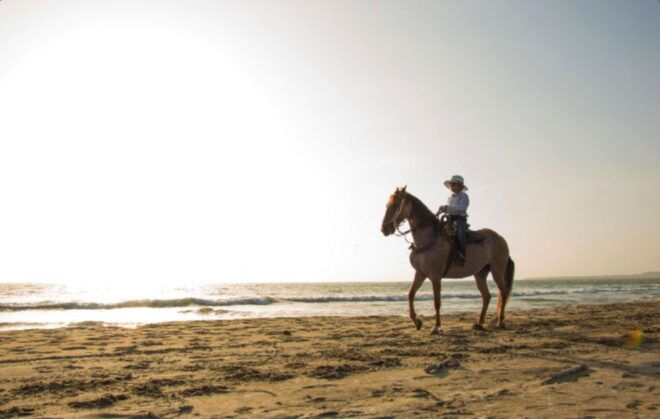 Miami: Beach Horse Ride & Nature Trail - Captivating Journey Through Virginia Key Beach Park