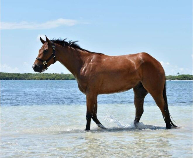 Miami: Beach Horse Ride & Nature Trail - Wildlife, History, and Beach Photos