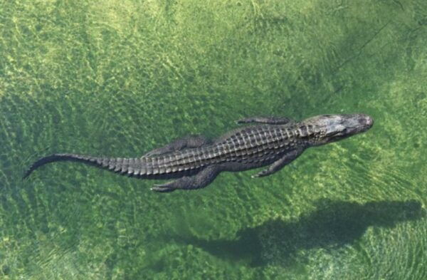 Miami: City Tour With Optional Cruise and Everglades Entry - The Sum Up