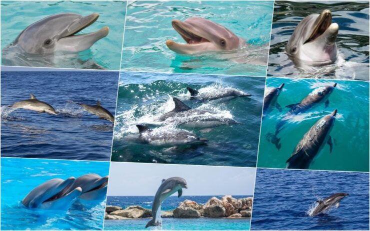 Miami: Day Trip to Key West W/ Dolphin Watching & Snorkeling - Good To Know