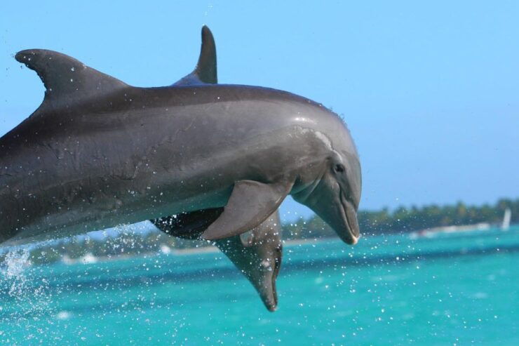 Miami: Day Trip to Key West W/ Dolphin Watching & Snorkeling - Booking Details