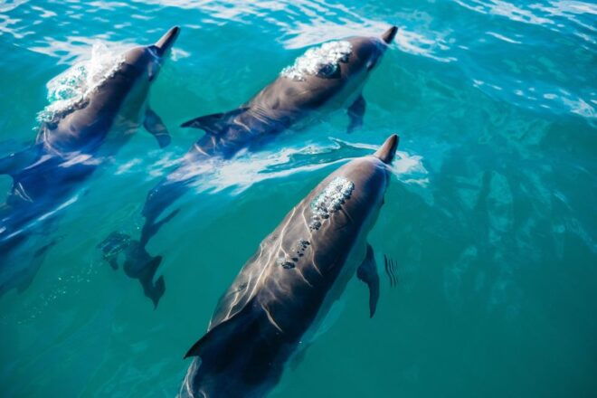 Miami: Day Trip to Key West W/ Dolphin Watching & Snorkeling - Optional Activities in Key West