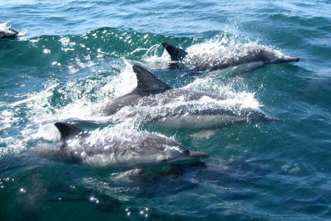 Miami: Day Trip to Key West W/ Dolphin Watching & Snorkeling - Dolphin-Watching and Snorkeling Eco Cruise