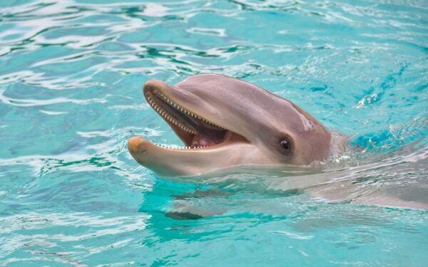 Miami: Day Trip to Key West W/ Dolphin Watching & Snorkeling - Open Bar on the Way Back