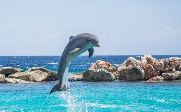Miami: Day Trip to Key West W/ Dolphin Watching & Snorkeling - Customer Reviews