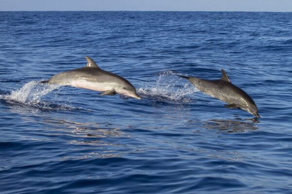 Miami: Day Trip to Key West W/ Dolphin Watching & Snorkeling - Additional Information