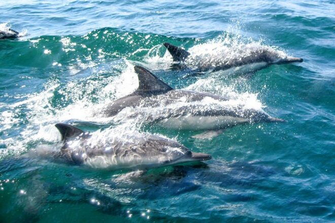 Miami: Day Trip to Key West With Optional Activities - Upgrade Options for Additional Activities